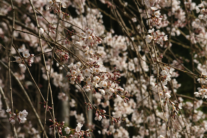 龍祥寺の枝垂れ桜