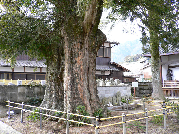 西念寺のカヤノキ