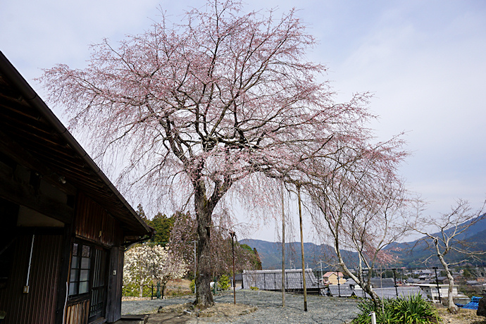 宗林寺の枝垂れ桜