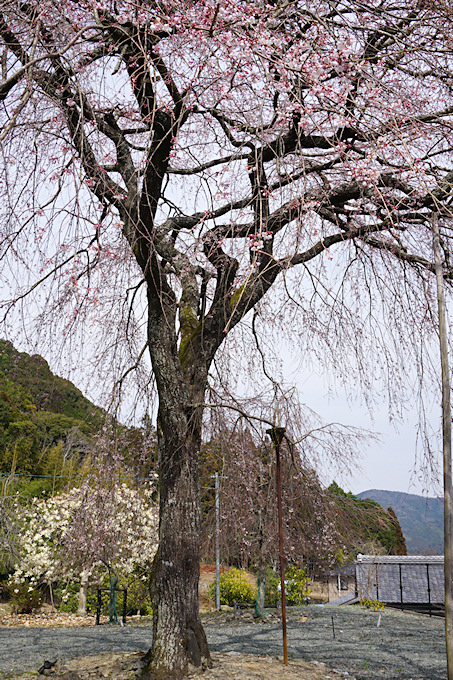 宗林寺のしだれ桜