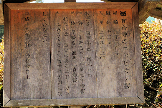 春谷寺のエドヒガン桜説明板