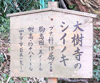 大樹寺のシイノキ説明板