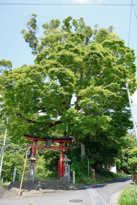 高倉神社のケヤキ