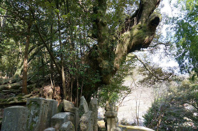 東平寺のシイノキ樹叢