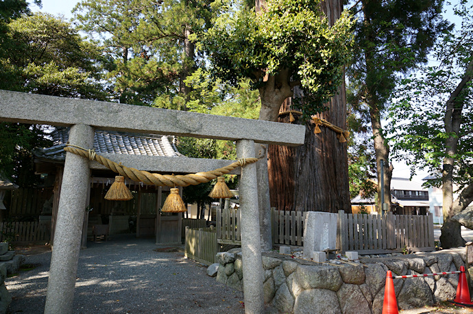 津田神社のスギ