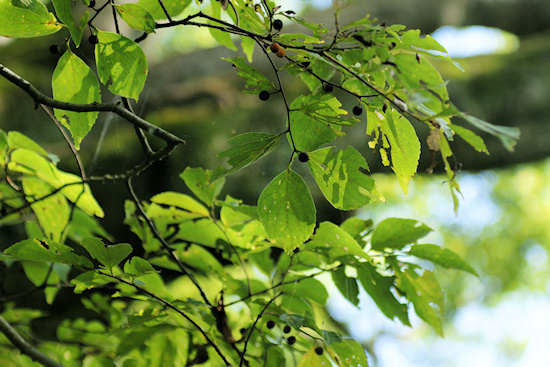 塚原のエノキの葉と実