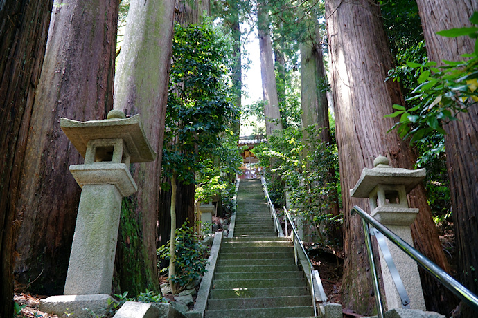 八幡神社の杉並木