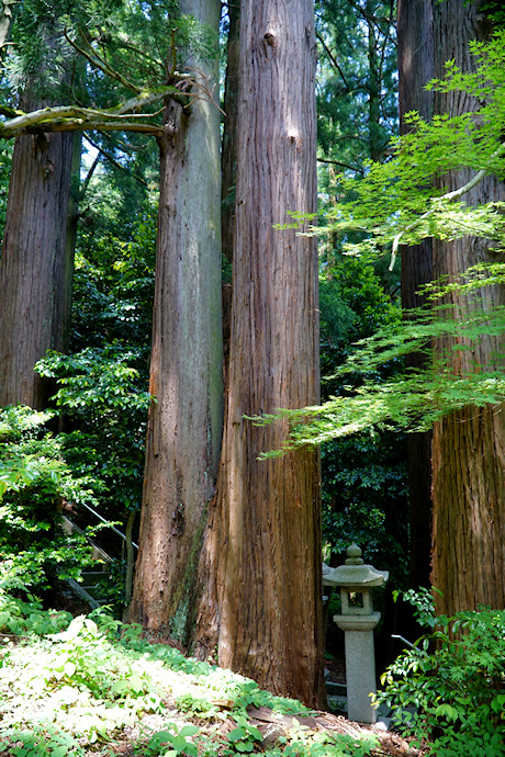 八幡神社の杉並木のスギ
