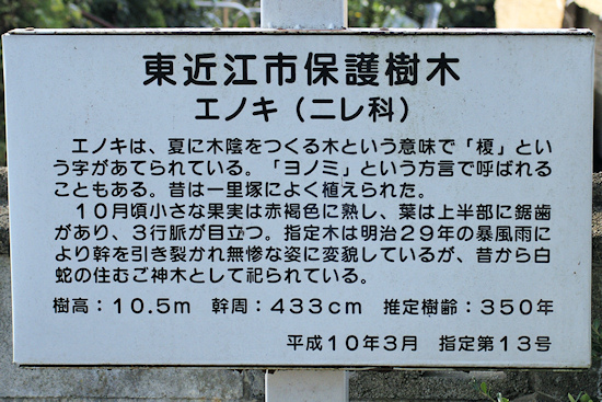 東近江市保護樹木説明板