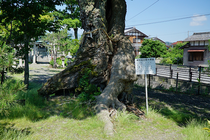 日枝神社のケヤキ