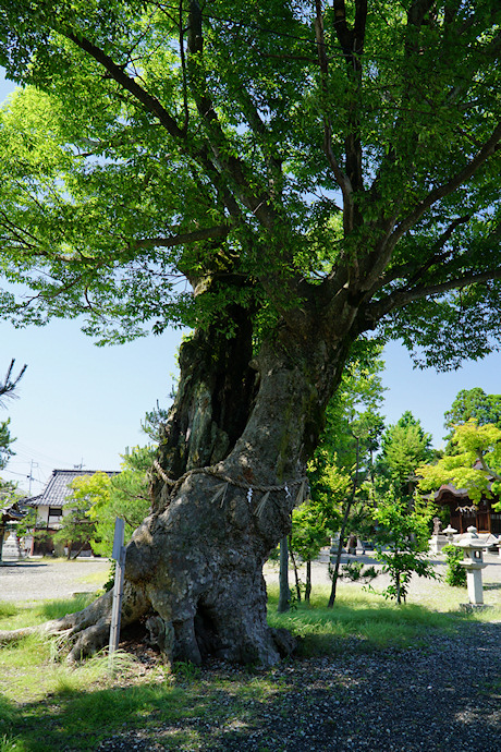 日枝神社のケヤキ