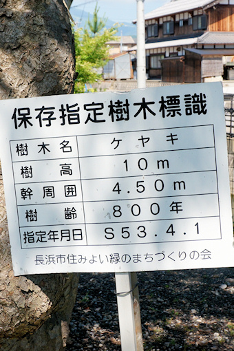 日枝神社のケヤキ標識