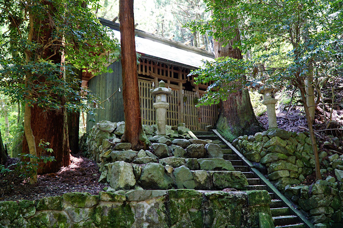 河内神明神社のスギ
