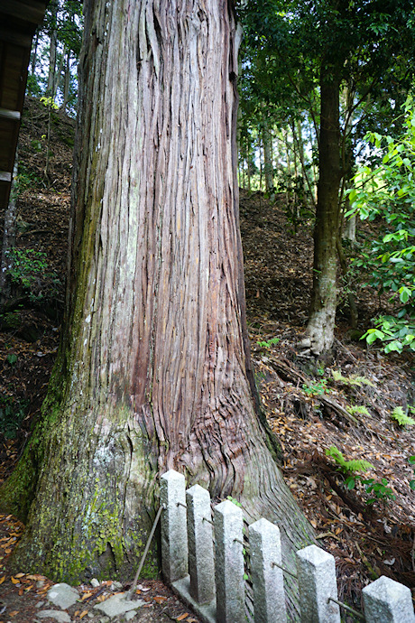 琴平神社の二本杉（右）