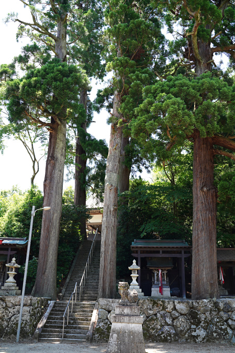 草岡神社のスギ