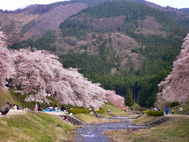 うぐい川の桜