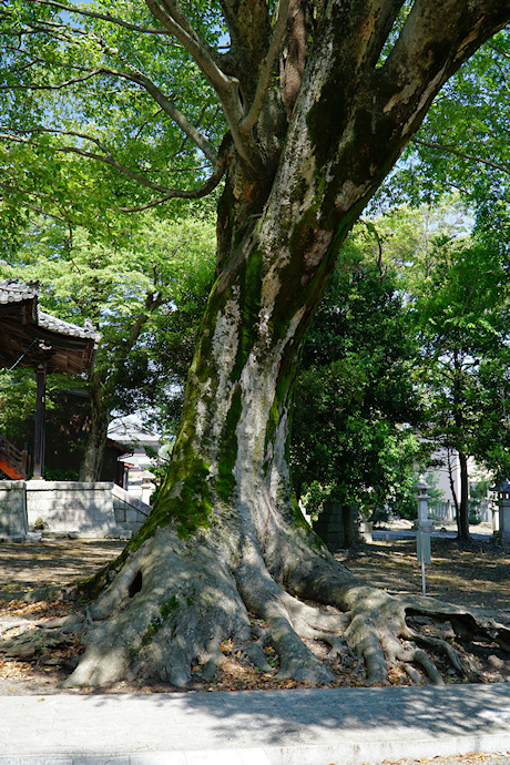 宮部神社のケヤキ（１）