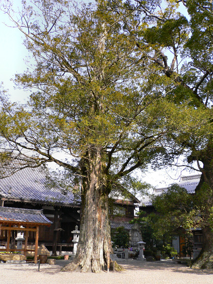 泉福寺のカヤ