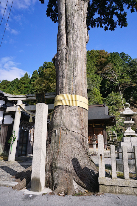 枝折八幡神社のスギ