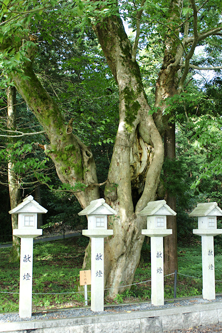 瀧樹神社のムクノキ