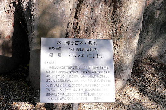 水口町の古木・名木の標識。