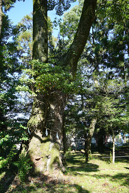 藤樹神社のタブノキ