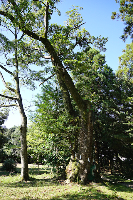 藤樹神社のタブノキ