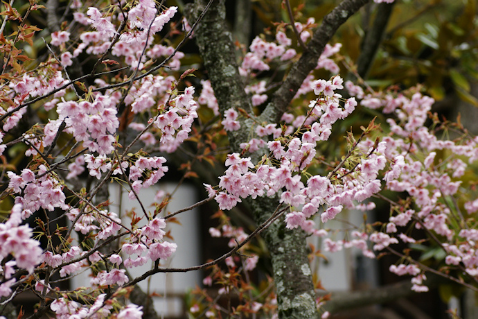 知恩寺のふじ桜