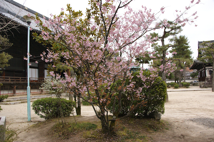知恩寺のふじ桜