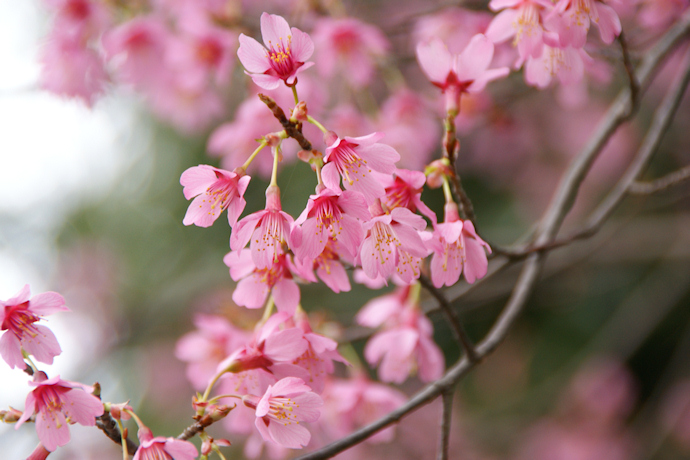 知恩寺のオカメ桜