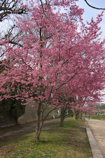 鴨川堤のオカメ桜