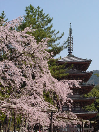 醍醐寺の桜と五重塔