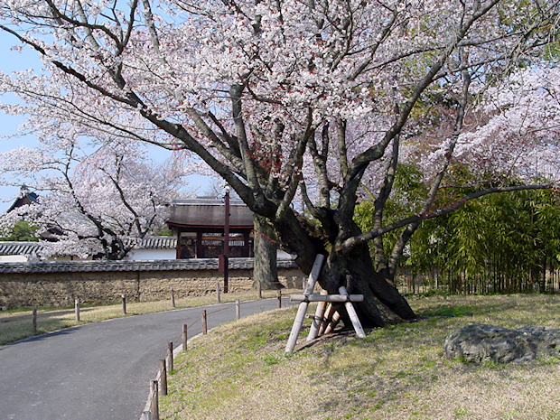 醍醐寺・霊宝館の桜