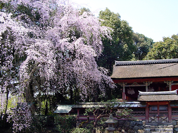 醍醐寺・清瀧宮の桜