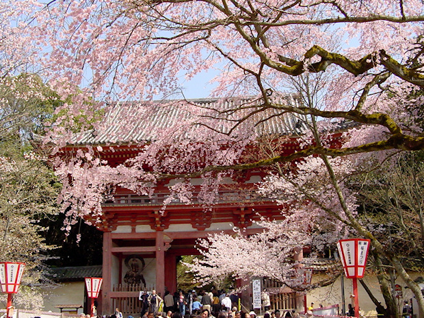 醍醐寺仁王門前の桜