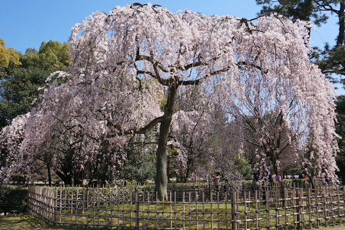 京都御苑・出水のしだれ桜