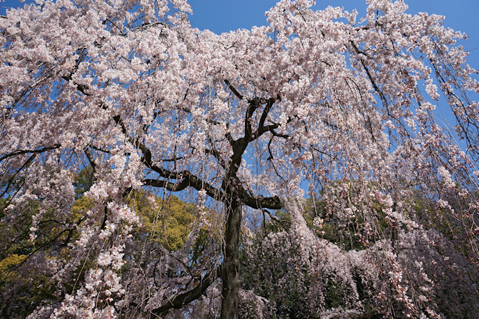 京都御苑・出水のしだれ桜