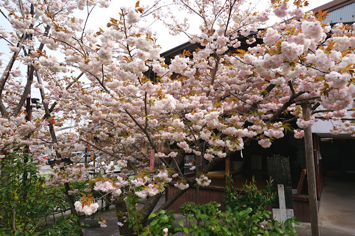 千本ゑんま堂の普賢象桜