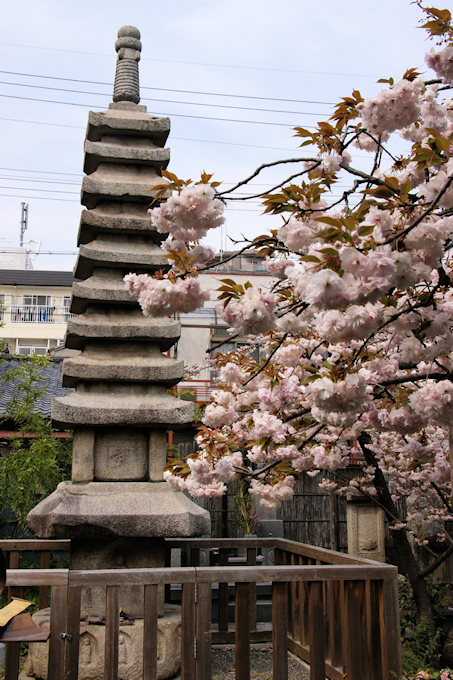 紫式部供養塔と普賢象桜