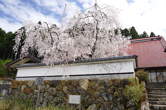 福徳寺のかすみ桜