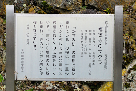 福徳寺のサクラ　説明板