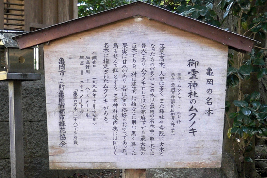 亀岡の名木　御霊神社のムクノキ