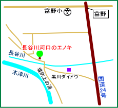 長谷川河口のエノキ　マップ