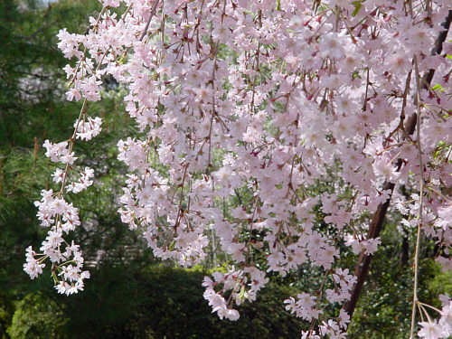 平安神宮の紅枝垂桜
