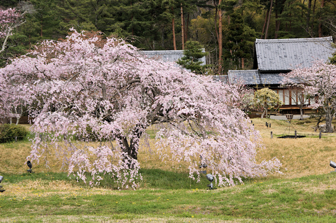 平安郷の枝垂れ桜