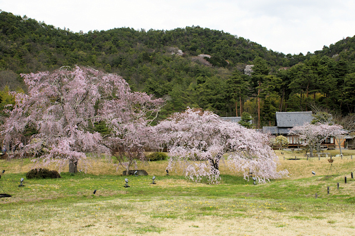 平安郷の枝垂れ桜