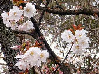 有明　平野神社の桜