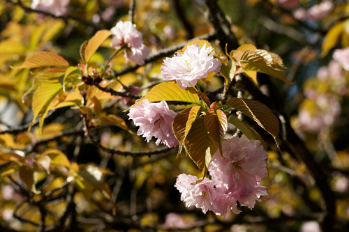 一葉・平野神社の桜