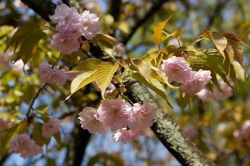 平野妹背　平野神社の桜