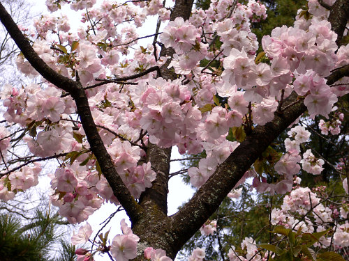 胡蝶桜　平野神社の桜